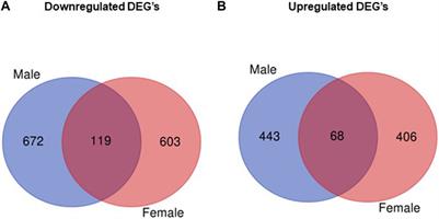 Maternal obesity alters the placental transcriptome in a fetal sex-dependent manner